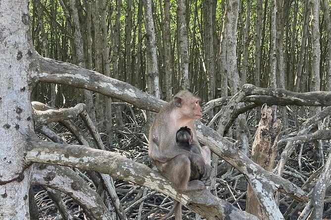 Can Gio Mangroves - Monkey Island by Motorbike and Scooter - Why Can Gio makes a good escape from Ho Chi Minh City