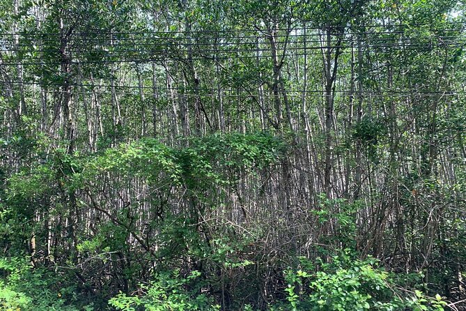 Can Gio Mangroves - Monkey Island by Motorbike and Scooter - Can Gio beach and Cao Dai pagoda