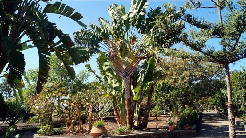 e-Scooter City Tour + Camel Ride inside Maspalomas Dunes - Who should book this experience?