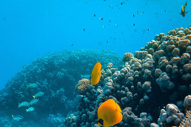 E-Scooter Snorkel With Photo and Video At Turtle Town - What to bring and how to prepare