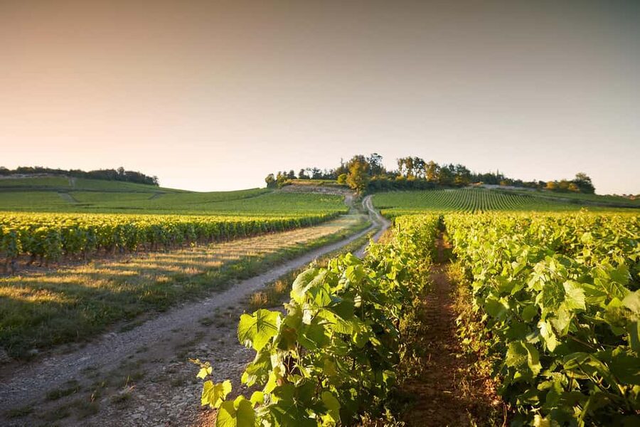 Electric scooter getaway and tasting at Château de Chamirey - What makes this outing worth your time