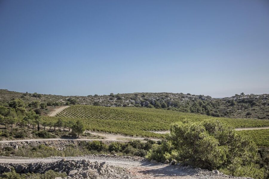 Electric Scooter Tour of Château l'Hospitalet estate - The 30-Minute Cellar Visit and Five-Wine Tasting