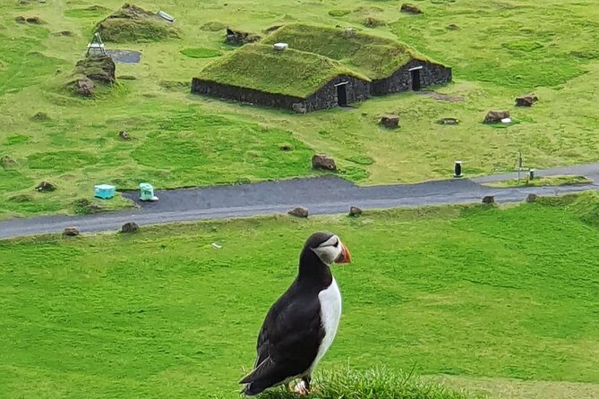 Eyjascooter Puffin Tour in Iceland - Key points at a glance