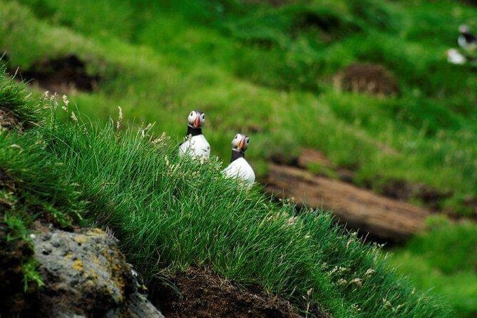 Eyjascooter volcano tour in Westman Island - Key points to know before you book