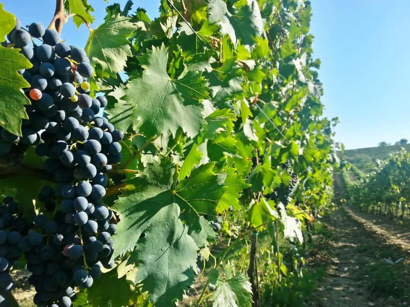 From Florence: Chianti Self-Guided Vespa Tour with Lunch - Who should choose this Vespa day