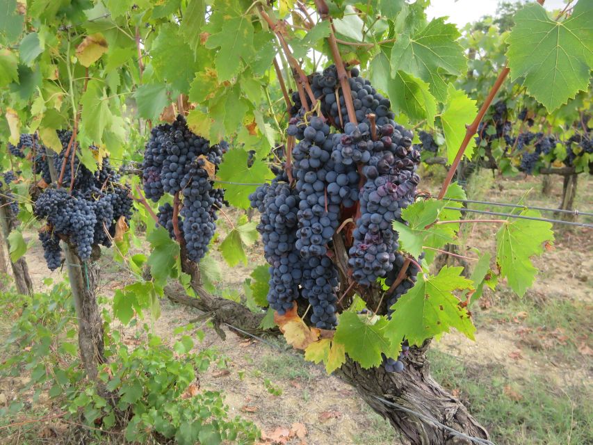 From Florence: Tuscany Vespa Tour with Lunch & Wine - Returning through the Tuscan countryside