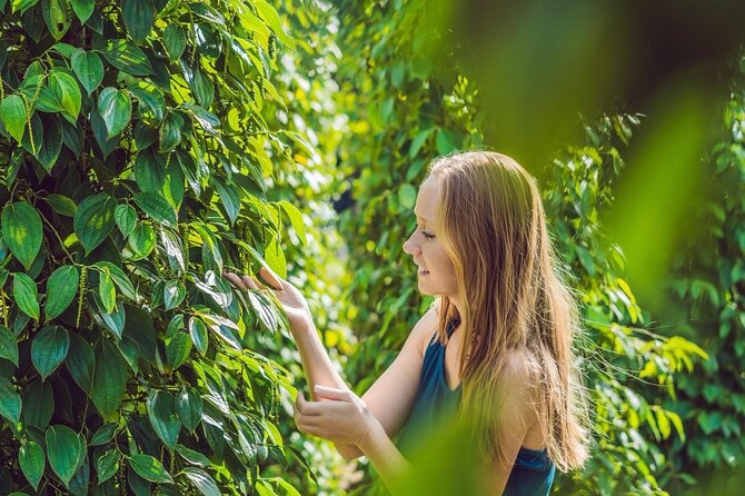 Full Day Pepper Farm Adventure by Scooter - Key points before you book