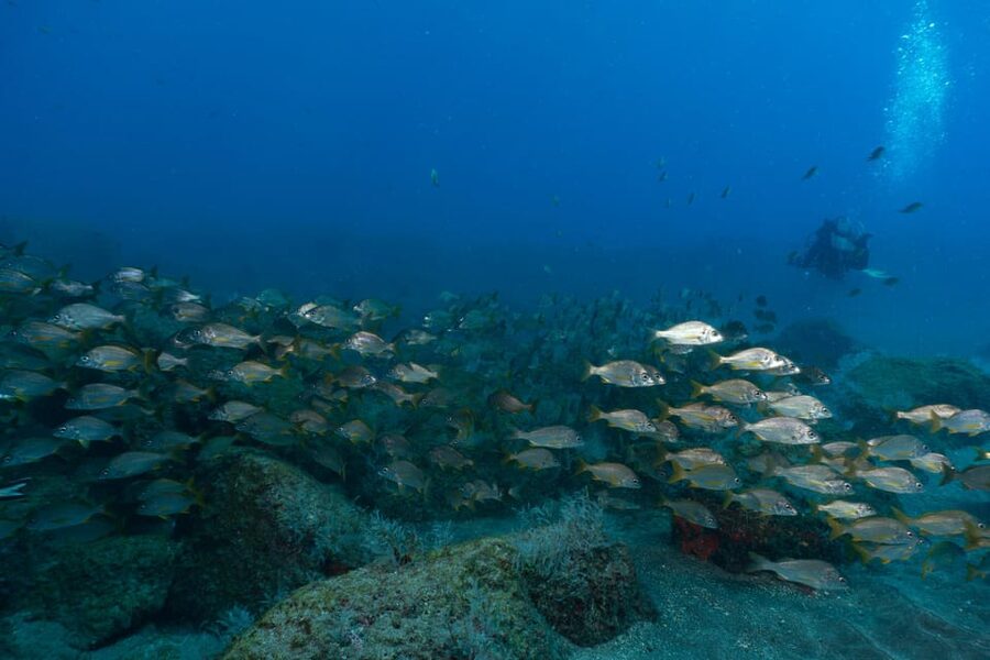 Funchal: DPV- Scooter Dive Adventure - Starting at the Pestana Carlton