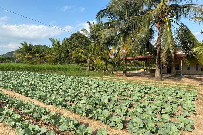 Half-Day Adventure to the Pepper Farm by Scooter - BoTree Farm and the story of Kampot pepper