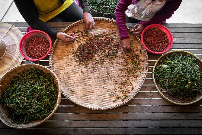 Half-Day Adventure to the Pepper Farm by Scooter - Rice paddies and traditional farming