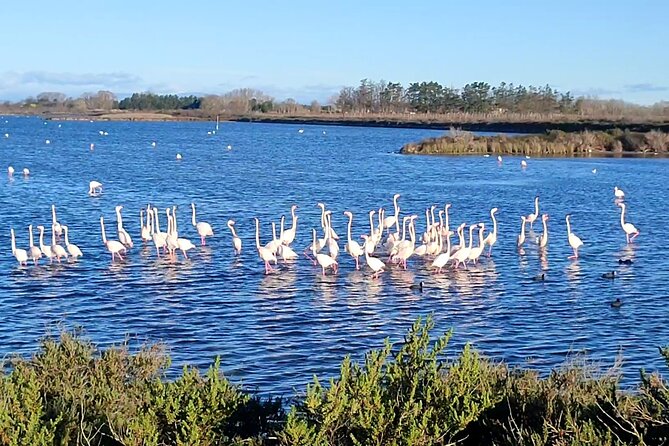 Happy tour camargue an immersion by bike and scooter E - Key points to know before booking