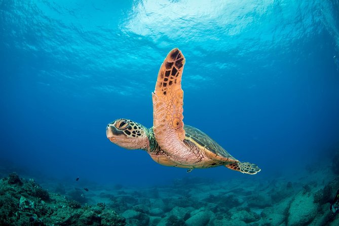 Kauai's Ultimate Scooter Adventure 2 Tank Dive (Advance Certified Divers Only) - Koloa Landing sets the pace