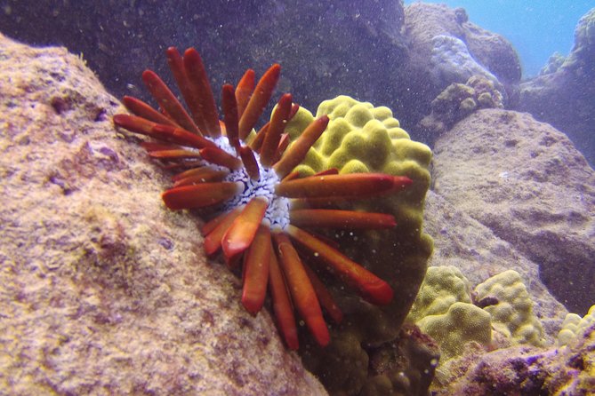 Kauai's Ultimate Scooter Adventure 2 Tank Dive (Advance Certified Divers Only) - Sheraton Caverns adds a different kind of exploration