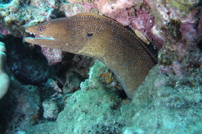 Kauai's Ultimate Scooter Adventure 2 Tank Dive (Advance Certified Divers Only) - A four-person group is a real advantage