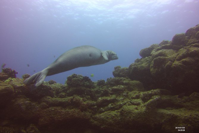 Kauai's Ultimate Scooter Adventure 2 Tank Dive (Advance Certified Divers Only) - Who will enjoy this, and who should skip it