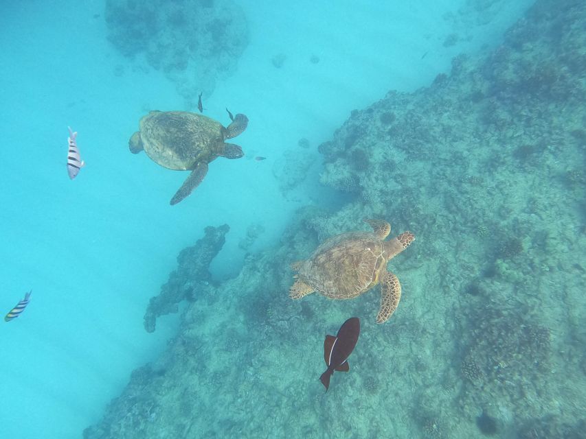 Oahu Snorkeling with Turtles, Water Scooter, Paddleboard - Snorkeling time and equipment