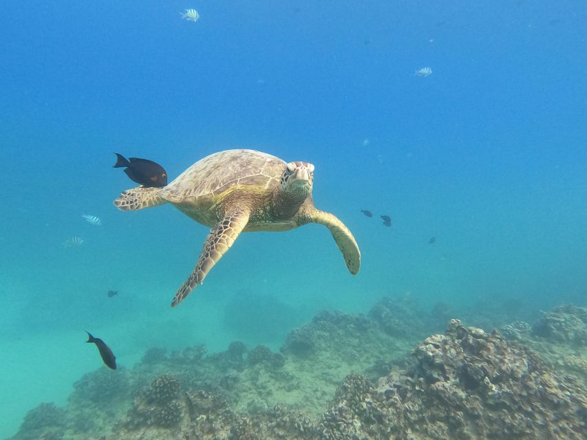 Oahu Snorkeling with Turtles, Water Scooter, Paddleboard - Who will enjoy this outing most
