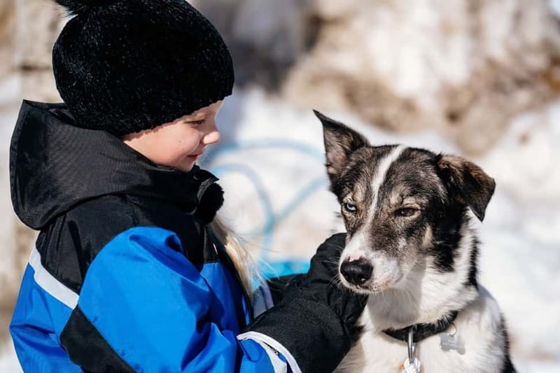 Rovaniemi: Snow Tour with Huskies, Reindeer, & Mini Scooters - Quick takeaways
