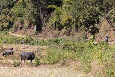Scooter Adventure with elephants, views and FUN drive yourself