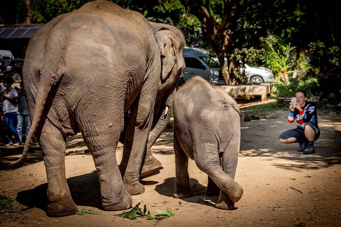 Scooter Adventure with elephants, views and FUN drive yourself - Lunch and the practical value of the price