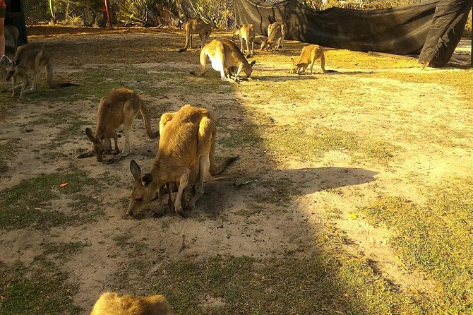 Scooter Wildlife & Sunset Tour - What the $70.46 Price Buys You