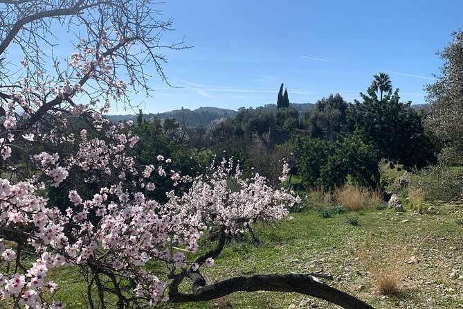 Self Guided E Scooter Brunch Tour in Mallorca Countryside - The quiet village between forested hills