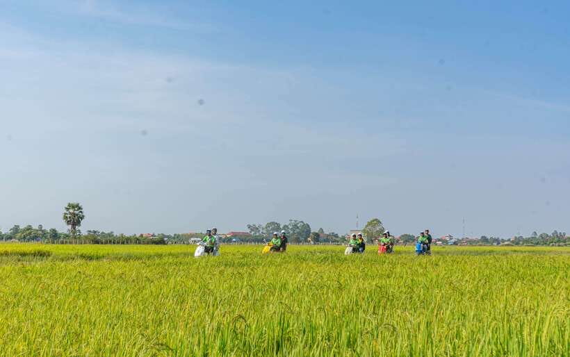 Siem Reap Countryside Sunset Vespa Tour or Tuk Tuk - Farms, lotus ponds, and small producers