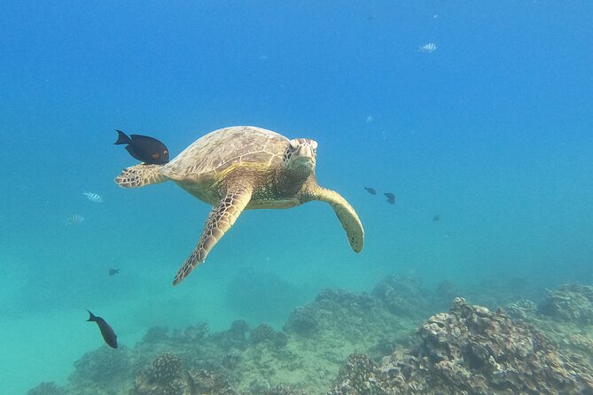Snorkeling with Turtle/Water Scooter/Paddleboard Adventures Oahu - Six things to know before you book