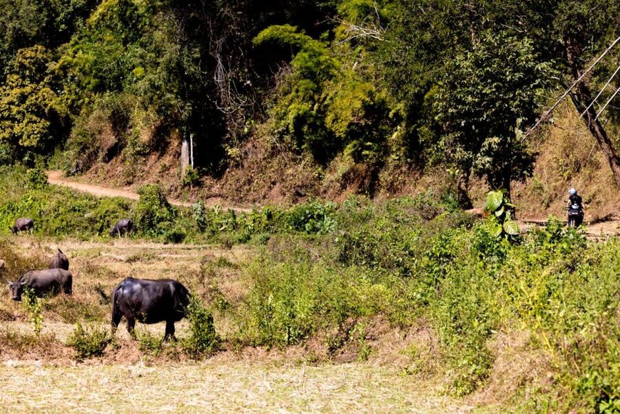 The REAL Thailand on a scooter. Check reviews !! - Meeting elephants and seeing the countryside up close